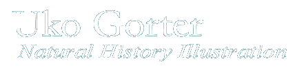 Uko Gorter, Natural History Illustration