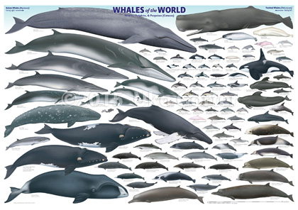 'Whales of the World' poster