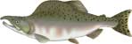 pink salmon(spawning phase), Oncorhynchus gorbusha - click to view enlargement