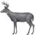 black-tailed deer, Odocoileus hemonius - click to view enlargement