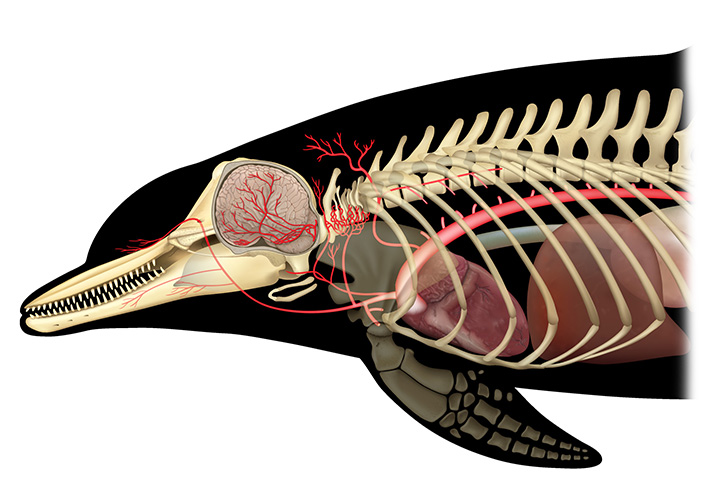 General arterial plan of the anterior part of the body of T. truncatus - copyright Uko Gorter