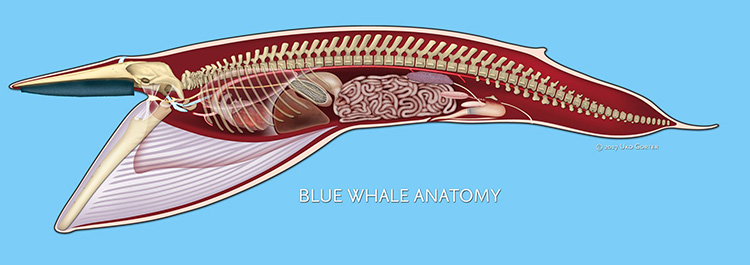 Blue Whale Anatomy - copyright Uko Gorter