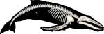 humpback whale skeleton - click to view enlargement