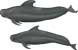 short-finned pilot whale, Globicephala macrorhynchus - click to view enlargement