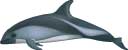 Peale's dolphin, Lagenorhynchus australis - click to view enlargement