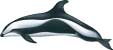 hourglass dolphin, Lagenorhynchus cruciger - click to view enlargement