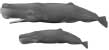 sperm whale, Physeter macrocephalus - click to view enlargement