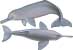 Ganges river dolphin, Platanista gangetica - click to view enlargement