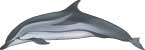 striped dolphin, Stenella coeruleoalba - click to view enlargement