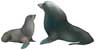 Juan Fernandez Fur Seal, Arctocephalus philippii - click to view enlargement