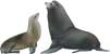 California Sea Lion pair, Zalophus californianus - click to view enlargement