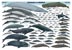 'Whales of the World' poster - click to view enlargement