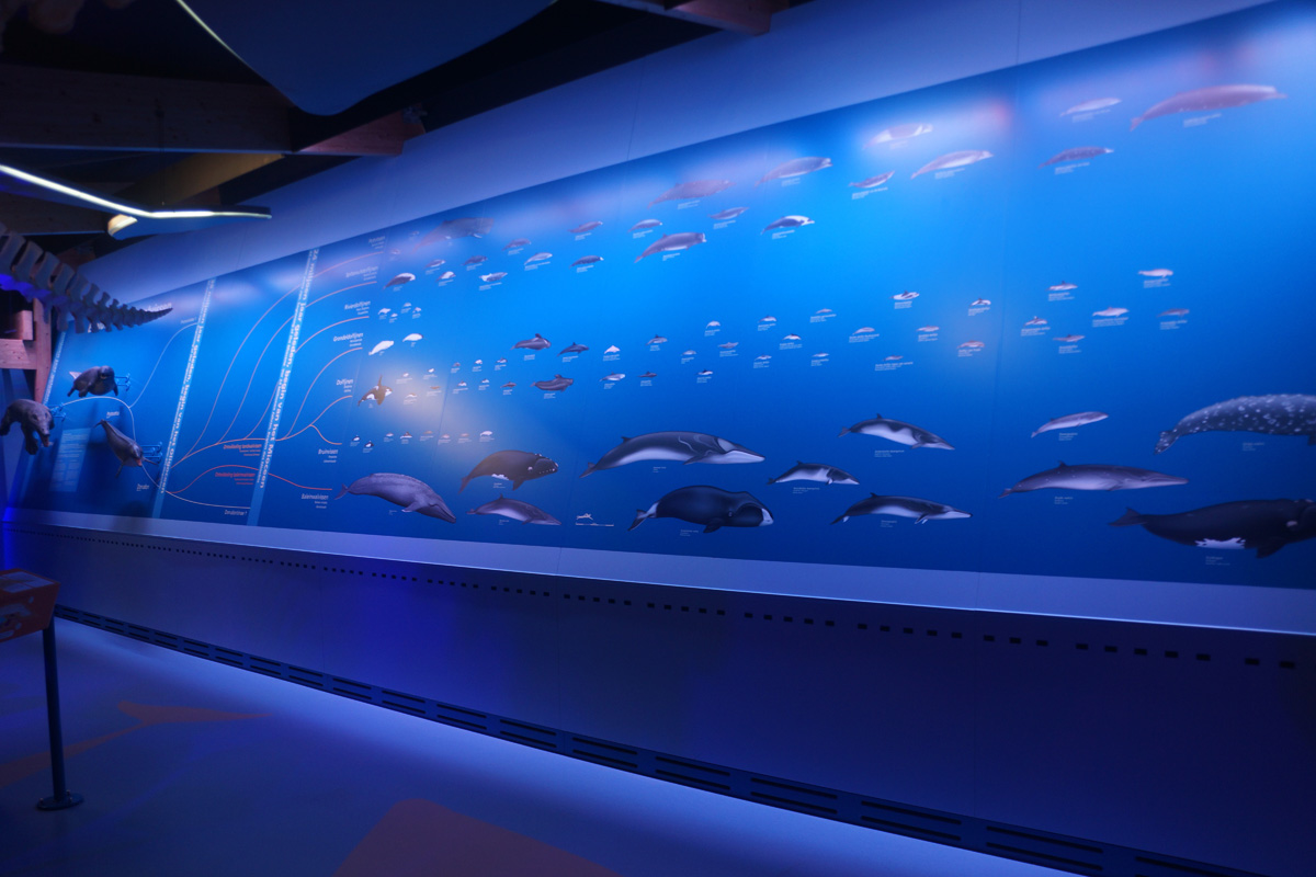 photo of a portion of the Whale Hall exhibit at Ecomore