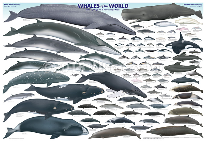 'Whales of the World' poster  - copyright Uko Gorter