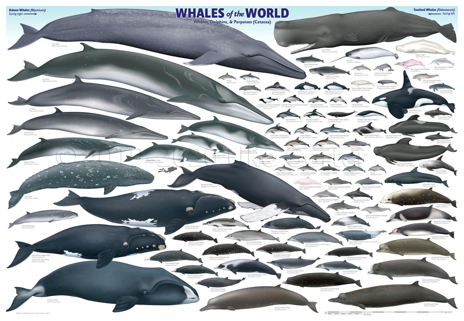 'Whales of the World' poster by Uko Gorter Natural History Illustrations