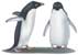 adelie penguin, Pygoscelis adeliae - click to view enlargement