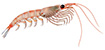 Antarctic krill, Euphasia superba - click to view enlargement