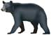 American black bear, Ursus americanus - click to view enlargement