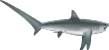thresher shark, Alopias vulpinus - click to view enlargement
