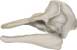 harbor porpoise skull - click to view enlargement