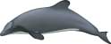 Chilean dolphin, Cephalorhynchus eutropia - click to view enlargement