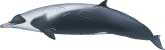 strap-toothed beaked whale, Mesoplodon layardii - click to view enlargement