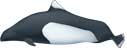 Commerson's dolphin, Cephalorhynchus commersonii - click to view enlargement