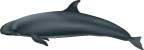 false killer whale, Pseudorca crassidens - click to view enlargement