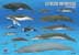 poster of Antarctic cetaceans - click to view enlargement