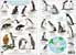 laminated field guide, Penguins from around the World - click to view enlargement